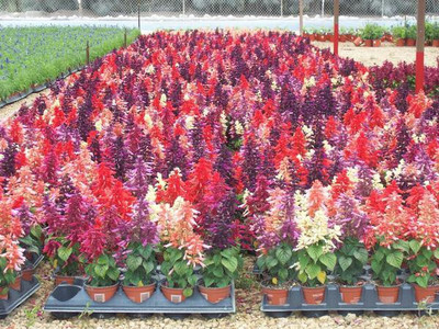 Mozette Hybrid Salvia Mix Seed(70 per packet)
