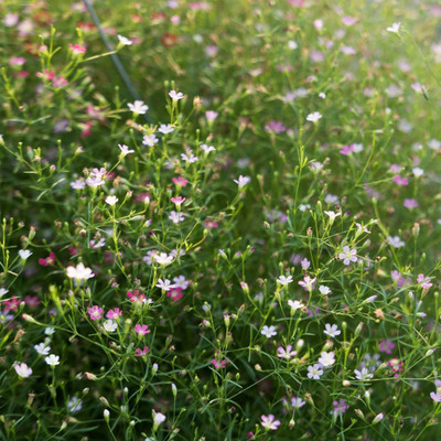 Mozette Hybrid Gypsophila Seed(65 per packet)