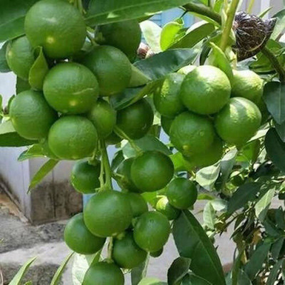 Augadh Lemon Plant(Hybrid, Pack of 1)
