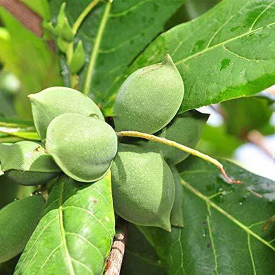 VibeX GUA-83 - Almond Tree Baheda - (30 Seeds) Seed(30 per packet)