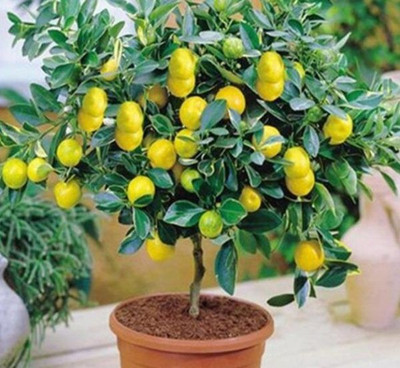 LaughEarth Lemon Plant(Hybrid, Pack of 1)