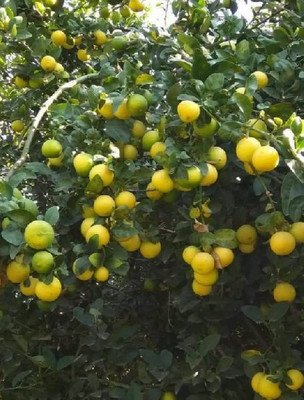 LaughEarth Lemon Plant(Hybrid, Pack of 1)