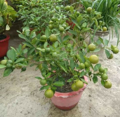 Augadh Lemon Plant(Hybrid, Pack of 1)