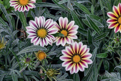 Mozette Hybrid Gazania Seed(70 per packet)