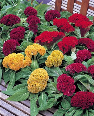 Mozette Hybrid celosia Seed(65 per packet)