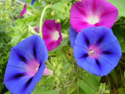 JD AGRO Morning Glory Seed(20 per packet)
