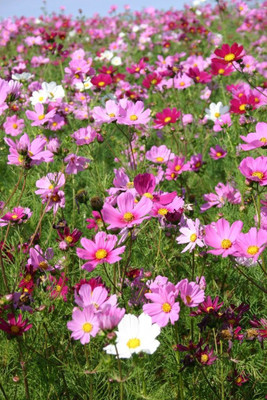 Mozette Hybrid Cosmos Mix Seed(70 per packet)