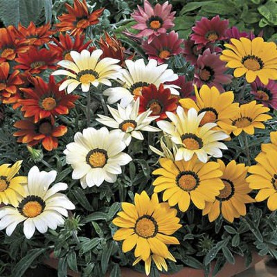 XOLDA Hybrid Gazania Seed(55 per packet)