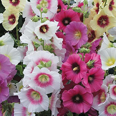 XOLDA Hybrid Holly Hock mix Seed(70 per packet)