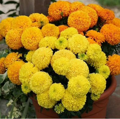MG ALL IN ONE Marigold Seed(20 per packet)