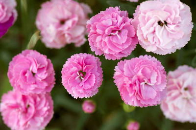 Mozette Hybrid Carnation Seed(70 per packet)