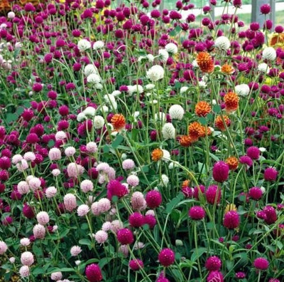 XOLDA Gomphrena Seed(40 per packet)
