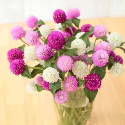 Gromax India Beautiful Gomphrena Multi -Color Flower Seeds For Your Terrace Gardening Pkt 40 Seed(40 per packet)