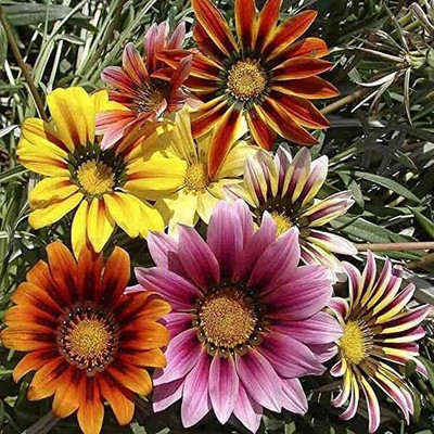 Mozette Hybrid Gazania Seed(55 per packet)