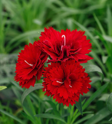 Mozette Hybrid Carnation Seed(55 per packet)
