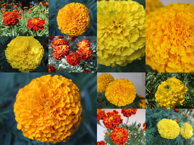 Mozette Hybrid Mari Gold Mix Seed(65 per packet)