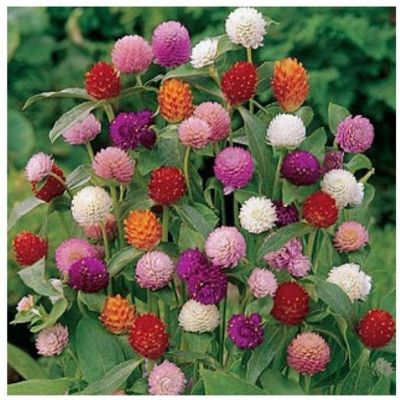 XOLDA Gomphrena Seed(42 per packet)