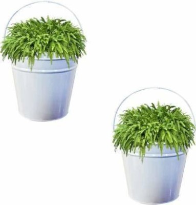 TheBuy Collection Pail Bucket Galvanized Metal Hanging Planter (White Height 23 cm) - Set of 2 Plant Container Set(Pack of 2, Metal)