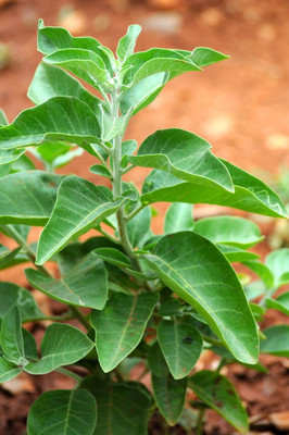 XOLDA Hybrid Ashwagandha Seed(60 per packet)