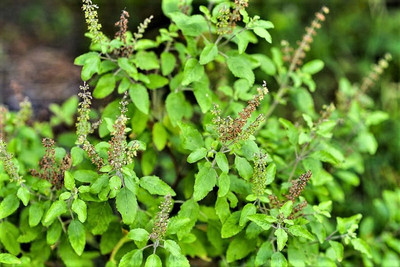 Mozette Hybrid Tulsi Seed(65 per packet)