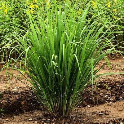 Mozette Hybrid lemon Grass Seed(50 per packet)