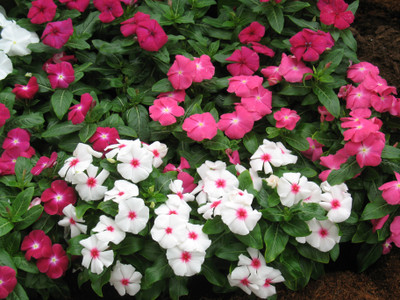 Mozette Hybrid Vinca Seed(55 per packet)