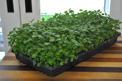 Mozette Hybrid Lemon Balm Seed(60 per packet)