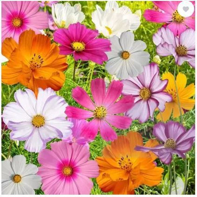 Dharma Cosmos Seeds, Brahmaand Phool Seed(50 per packet)