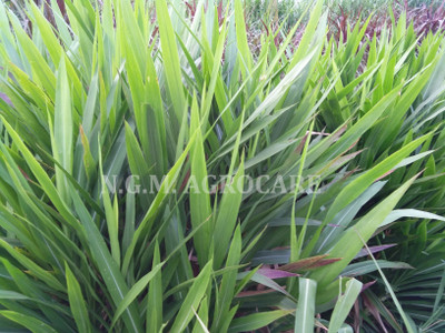 N.G.M. AGROCARE Smart/Dwarf/Indonesia Multi-Cut Hybrid Napier Grass slips/Sticks for Cultivation Seed(100 per packet)