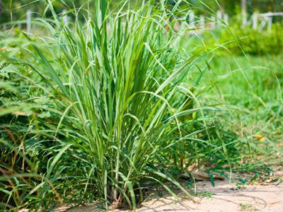 Mozette Hybrid lemon Grass Seed(50 per packet)