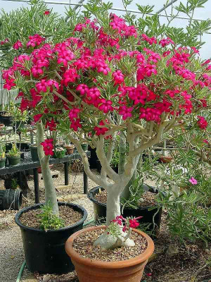 Decorate The World Adenium Plant(Hybrid, Pack of 1)
