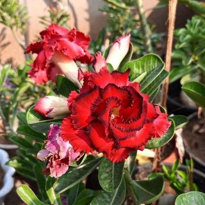FasonGreen Adenium Plant(Hybrid, Pack of 1)