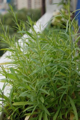 XOLDA Terragon Seed(22 per packet)