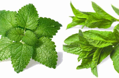 Mozette Hybrid Balm Mint Seed(70 per packet)