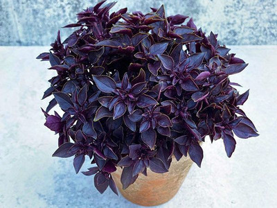 XOLDA Hybrid Basil Purple Seed(70 per packet)