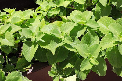 XOLDA Oregano Seed(20 per packet)