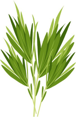 XOLDA Hybrid Terragon Seed(60 per packet)