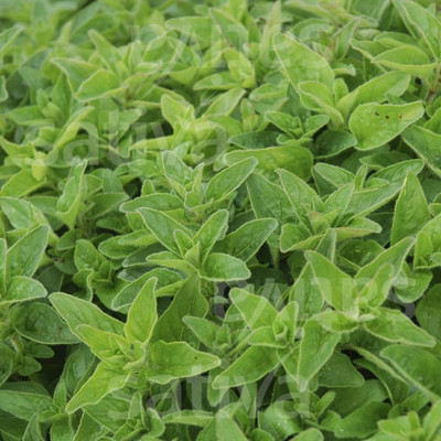 XOLDA Oregano Seed(41 per packet)