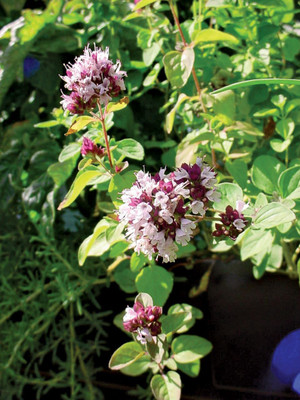 XOLDA Oregano Seed(51 per packet)
