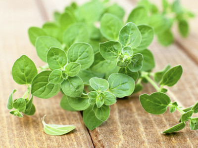 Mozette Hybrid Oregano Seed(60 per packet)