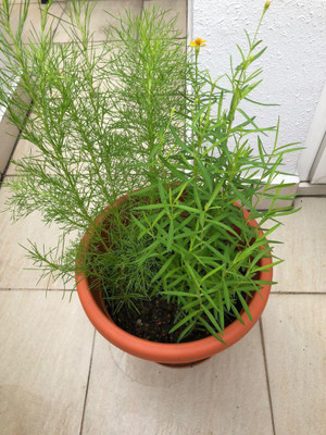 XOLDA Hybrid Terragon Seed(55 per packet)