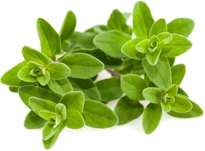 XOLDA Marjoram Seed(35 per packet)