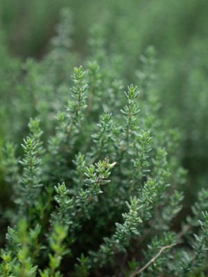 XOLDA Hybrid Thyme Seed(70 per packet)