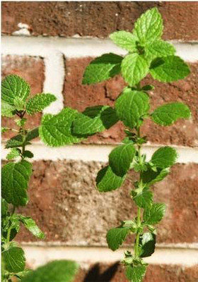 Mozette Hybrid Balm Mint Seed(50 per packet)