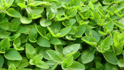 Mozette Hybrid Marjoram Seed(55 per packet)