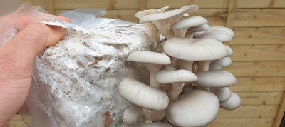 Mozette Hybrid Mushroom Seed(50 per packet)