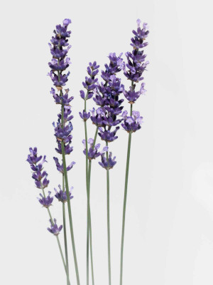 Mozette Hybrid Lavender Seed(55 per packet)