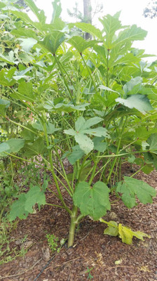 Mozette Hybrid Okra Seed(70 per packet)