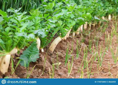 Mozette Hybrid Radish Seed(55 per packet)