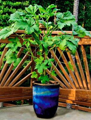 Mozette Hybrid Okra Seed(65 per packet)